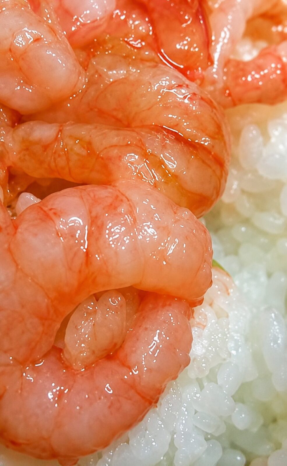 越前甘海老丼